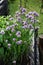 Chive flowers in a garden