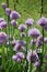 Chive flowers in a garden