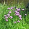 Chive flowers in the garden