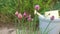 Chive flowers infront of a garden pot and watering can