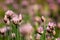 Chive Garden in Springtime