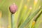 Chive Herb Flower Bud