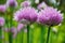Chive herb flowers