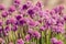 Chive herb flowers on beautiful bokeh background