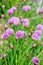 Chive plants in flower.