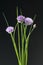 Chives  Allium schoenoprasum