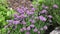 Chives Allium schoenoprasum