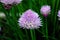 Chives - Allium schoenoprasum