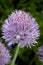 Chives, allium schoenoprasum