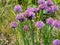 Chives Allium schoenoprasum in bloom