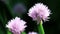 Chives or Allium Schoenoprasum in bloom with purple violet flowers isolated.