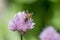 Chives Allium schoenoprasum, flower with honeybee