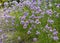 Chives, Allium schoenoprasum flowering herb