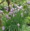 Chives Allium schoenoprasum, flowering plant