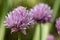 Chives allium schoenoprasum flowers