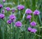 Chives In Bloom