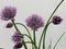 Chives in bloom