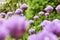 Chives in bloom with purple violet flowers