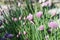 Chives in blossom. A colony of chives with light violet bushy flowers in a micro garden in residential area od a small town in Swi