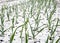 Chives covered with snow during the spring frost