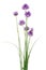 Chives decorative flowers