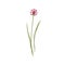 Chives flower. Wild floral plant on stem with leaf. Botanical drawing of blossomed wildflower. Blooming meadow herb