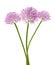 Chives flowers