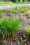 Chives flowers (Allium Schoenoprasum)