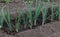 Chives grow in the garden. A watered bed. Slebli leaves and spicy vegetable crops of onions