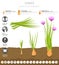 Chives onion beneficial features graphic template. Gardening, farming infographic, how it grows. Flat style design