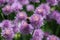 Chives purple flowers attract bumblebees - Allium schoenoprasum blooming in summer