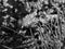 Chives, scientific name Allium schoenoprasum. Black and white nature photogtraphy