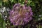 Chives, scientific name allium schoenoprasum in British park