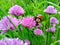 Chives, scientific name Allium schoenoprasum. A bumblebee or bumble bee, bumble-bee, or humble-bee