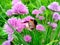 Chives, scientific name Allium schoenoprasum. A bumblebee or bumble bee, bumble-bee, or humble-bee
