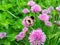 Chives, scientific name Allium schoenoprasum. A bumblebee or bumble bee, bumble-bee, or humble-bee