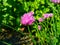 Chives, scientific name Allium schoenoprasum. Pink flowers in garden. Summer season. Gardening time