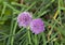 Chives, scientific name Allium schoenoprasum, a species of flowering plant in the family Amaryllidaceae that produces edible le