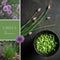 Chives season. Collage of three images. Social media post.