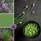 Chives season. Collage of three images. Social media post with copy space.