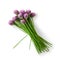 chives on white background