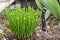 Chives in your own garden