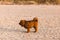 Chiwa- red tibetan mastiff puppy on the beach.