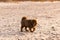 Chiwa- red tibetan mastiff puppy on the beach.