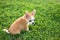 Chiwawa, puppy on grass.