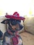 Chiweenie Dog in a Sombrero.