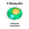 Chlamydia trachomatis. Bacterial infections Chlamydiosis. Sexually transmitted diseases. Infographics. Vector