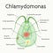 Chlamydomonas - the structure of the microorganism. Vector graphics.