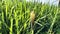 Chloris virgata grass growing in the rice fields