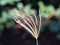 Chloris virgata grass spikelets closeup